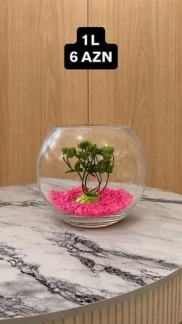 akvarium baliqlari satisi: Yumru akvarium, 1 l, Ünvandan götürmə, Pulsuz çatdırılma, Ödənişli çatdırılma — 4