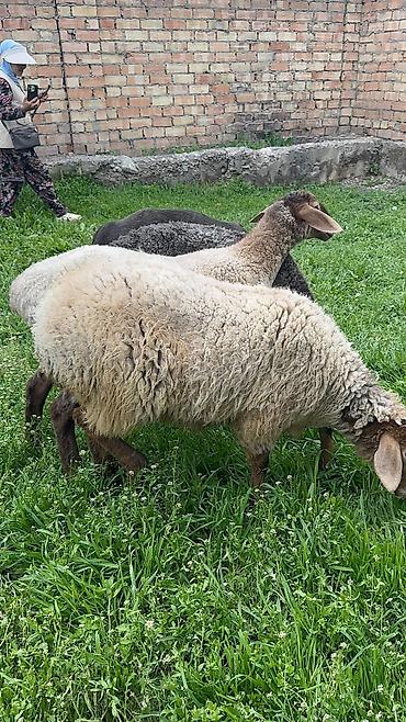 Баран, овца: Продаю | Ягненок | Для разведения — 7