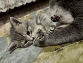 Balıq qulağı: Sinsilla 2 ayliq erkek son bala endirimle 30 azn. Wp yazin goturun