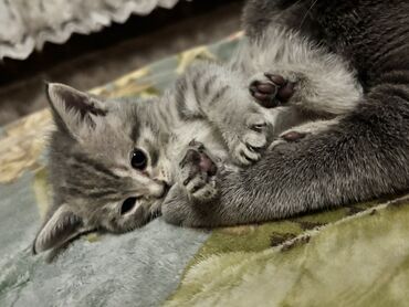 золотая шиншилла купить: Шиншилла, Самка, В добрые руки, Платная доставка