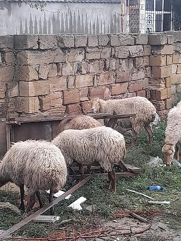 lalafo qoyunlar: Qoyun sürüsü – yerli ətlik/yunlu tip Məhsul təsviri: - Şəkillərdə — 8