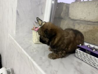 İtlər: Pekines, 2 ay, Dişi, Peyvəndli — 5