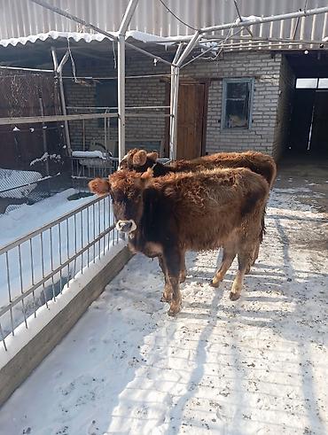 Коровы, быки: Продаю | Тёлка | Полукровка | На откорм | Привязанные — 8