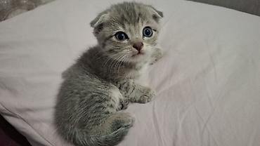 Pişiklər: Britain Şotland Bala Pişikler Satılır! 5 denedir 1ay 10gunluy — 3