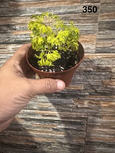 Другие комнатные растения: Комнатные растения. Домашние — 19