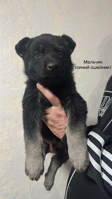 Продажа собак: Щенки ВЕО 1.5 месяца с родословной . Окрас -чепрачный черный с — 5