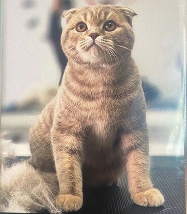 кот британский: Шотландский вислоухий кот 1 год 2 месяца Кастрированный, паспорт есть