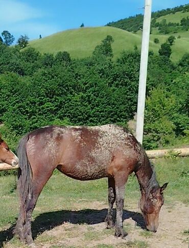 pişiyə verilən adlar: Dişi, Qarabag, il: 1, Ünvandan götürmə, Ödənişli çatdırılma