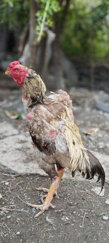 Коровы, быки: Петух, лет: 1, Самовывоз