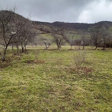 Torpaq sahələrinin satışı: Kənd təsərrüfatı — 3