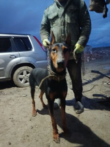 İtlər: Doberman, 2 il — 6