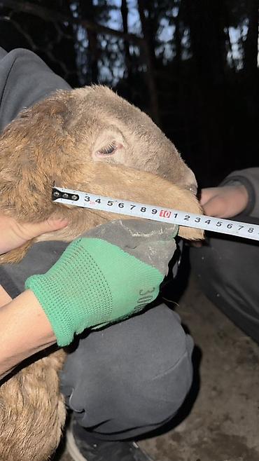 Баран, овца: Продаю | Овца (самка), Ягненок, Баран (самец) | Арашан | Для разведения — 30