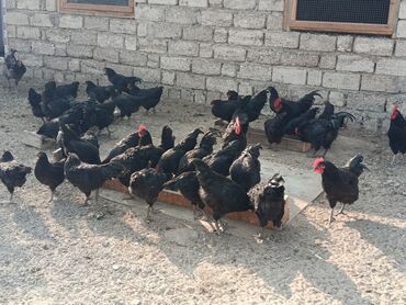 Toyuqlar: Toyuq, Australorp, Yumurtalıq — 9