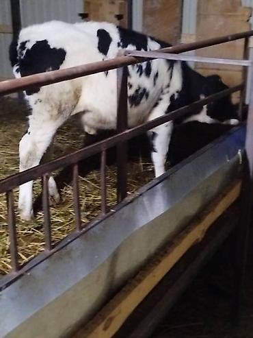 Коровы, быки: Продаю | Музоо, торпок | На откорм — 10