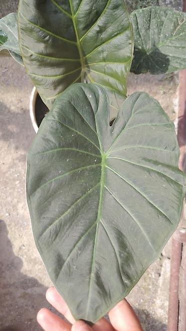 taxta dibcək: Alokaziya (Alocasia) dekorativ otaq bitkisi – iri, ox uclu ürək — 2