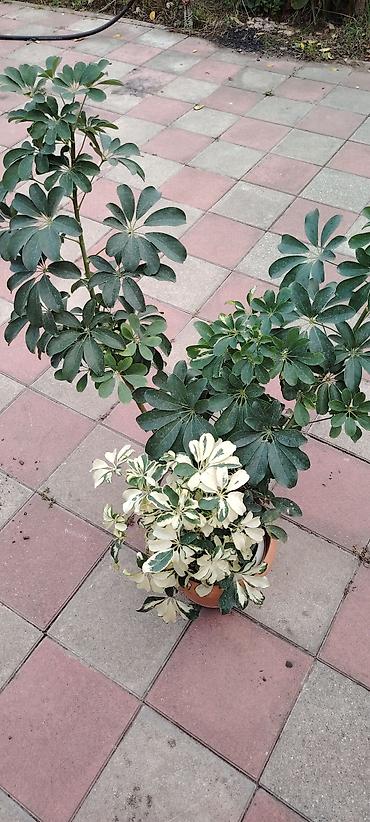 elde gul sekilleri: Bitki: Schefflera (Umbrella plant) – yaşıl və alacalı (variegat) — 1