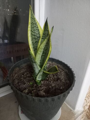 высокий кактус: Sansevieria “Laurentii” (Dilbıçağı) – otaq bitkisi - Növ: Sansevieria