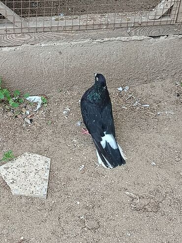 Göyərçinlər: Məhsul: Ev göyərçinləri (bir neçə fərqli rəngdə) Təsvir: Salam. 4 — 2