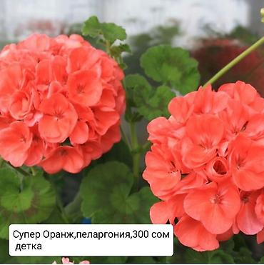 Герани и пеларгонии: Пеларгонии (герани) сортовые — детки в стаканчиках. Доступные сорта — 1