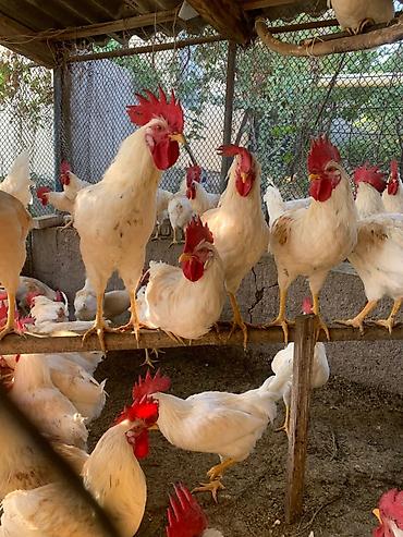курен: Продаю | Петух | Для разведения — 5