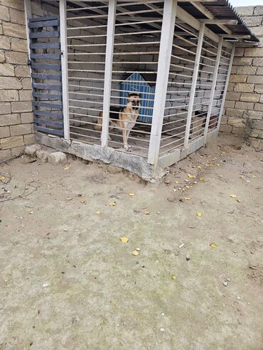 Bağ evlərinin satışı: Bakı, Nardaran qəs., 82 kv. m, 3 otaqlı, İnternet — 17