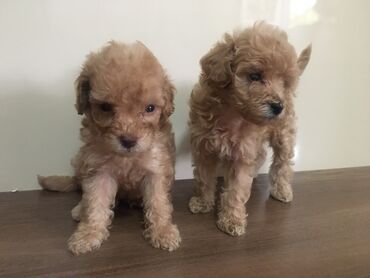 toy poodle qiymetleri: Pudel, 1 ay, Dişi, Peyvəndli, Ünvandan götürmə