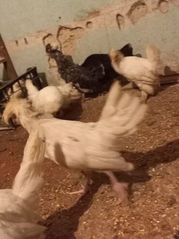 Cücələr: Məhsul: Toqquz-tüklü (toppuzbaş) dekorativ cücələr və gənc toyuqlar — 4