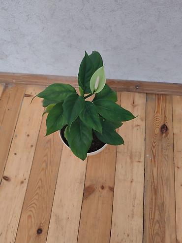 Otaq bitkiləri: Spathiphyllum (Sülh zanbağı) – dekorativ otaq bitkisi - Uzun, parlaq — 2