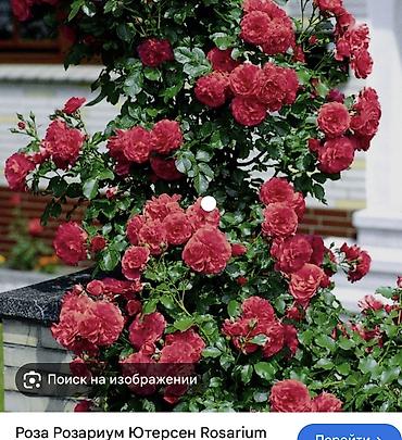 Роза: Саженцы — 4