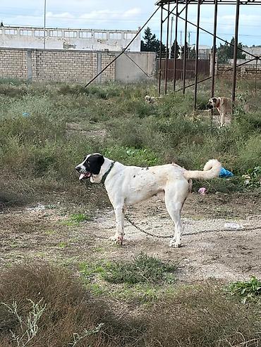 i̇t pudel: Alabay, 2 il, Erkək, Peyvəndli, Rayonlara çatdırılma — 4