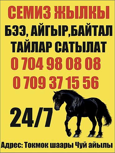 конь: Продаю | Жеребенок, Жеребец, Кобыла (самка) | На забой — 3