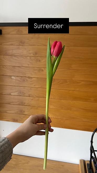 Букеты из живых цветов: Тюльпан оптом 2026 Продам оптом оптом оптом От 500шт Самые лучшие at lalafo.kg — 4 Букеты из живых цветов: Тюльпан оптом 2026 Продам оптом оптом оптом От 500шт Самые лучшие — 4