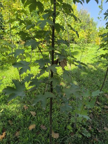 Декоративные деревья: Саженцы деревьев: Туи — 19