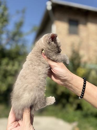 сибирская вислоухая кошка: Британская короткошёрстная, 1 месяц, Девочка, Лиловый, Приучена к лотку, Проглистована, С документами — 3