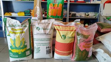 Другие товары для дома: Семена кукурузы на силос и кочан