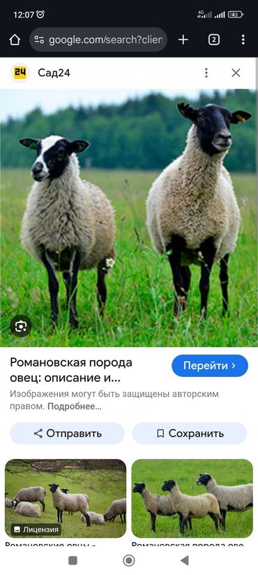 Животные: Куплю | Бараны, овцы
