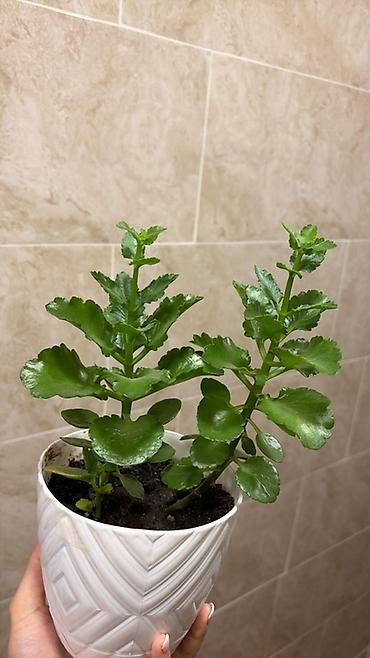 kala: Kalankoe (Kalanchoe) saksı bitkisi - Növ: Succulent/kalankoe - — 1