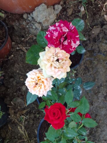 Çöl bitkiləri: Həmişə yaşıl — 15