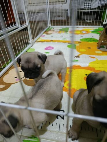 Продажа собак: Щенки мопса - Порода: мопс, окрас бежевый с чёрной маской - — 8