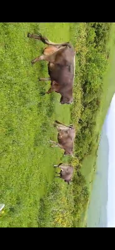 Коровы, быки: Продаю | Корова (самка) | Швицкая | Для молока
