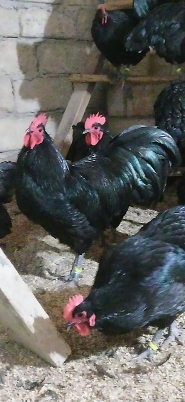 it satisi 2020: Australorp Alman cinsi cücə 4.50 və yumurta 2.50 — 3