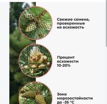 себет нан: Семена сосны (кедровой сосны) - Свежие семена, прошедшие проверку на — 2