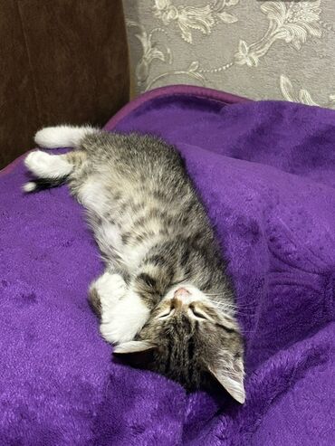 şirin dovşan şəkilləri: Табби, В добрые руки