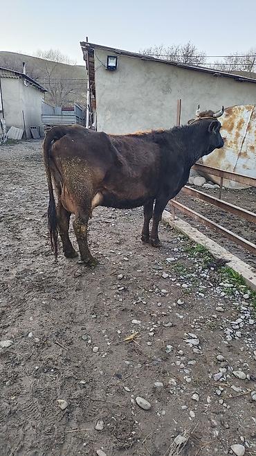 Коровы, быки: Продаю | Корова (самка) | Для разведения | Привязанные — 4