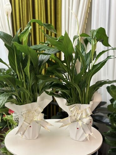заправка газовых баллонов с доставкой: Спатифиллум (Spathiphyllum) в декоративной упаковке - Комнатное