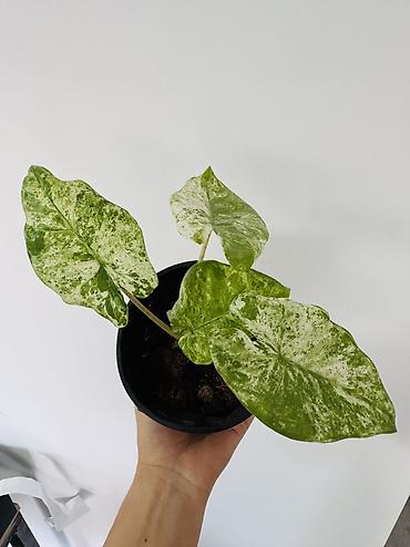green leaf: Алоказия вариегатная в горшке.Адора батик - Эффектные крупные листья — 1