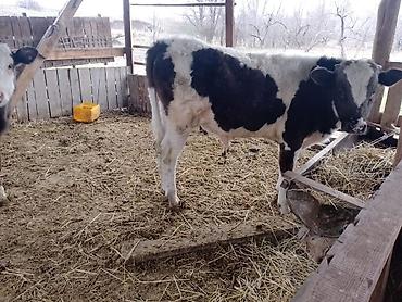 Коровы, быки: Продаю | Бык (самец) — 4