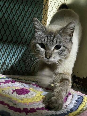 каракал кот: Ищем добрых людей с большим сердцем для, очаровательного и ласкового