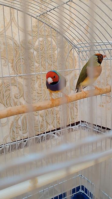 sultan quşu qiymeti: Gouldian Finch (Gould amadinləri) –1 cüt satılır tam sağlam quşlardı — 2