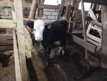 Dana, buzov: Məhsul: Qara-ağ rəngli buzaq (dişi) Təsvir: - Şəkillərdə qara-ağ — 3